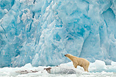 BEA 06 KH0059 01
Polar Bear Standing On Block Of Ice By Large Ice Front Svalbard