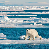 BEA 06 KH0060 01
Polar Bear Male Walking On Sea Ice Svalbard