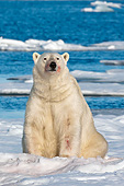 BEA 06 KH0061 01
Polar Bear Male With Blood-Stained Face Sitting On Sea Ice Svalbard