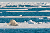 BEA 06 KH0062 01
Polar Bear Female Drying Off On Ice After Swimming Svalbard