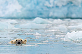 BEA 06 KH0063 01
Polar Bear Swimming By Ice Front Svalbard