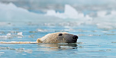 BEA 06 KH0064 01
Close-Up Of Polar Bear Swimming In Icy Bay Svalbard