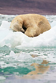 BEA 06 KH0066 01
Polar Bear Curled Up On Ice Svalbard
