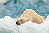 BEA 06 KH0068 01
Polar Bear Sleeping On Ice In Front Of Glacier Front Svalbard