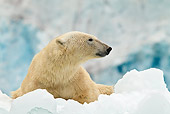 BEA 06 KH0069 01
Polar Bear Laying On Ice In Front Of Glacier Front Svalbard