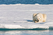 BEA 06 KH0070 01
Polar Bear Laying On Sea Ice Svalbard
