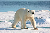 BEA 06 KH0072 01
Polar Bear Walking On Sea Ice Svalbard