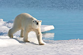 BEA 06 KH0073 01
Polar Bear Walking On Sea Ice Svalbard