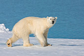 BEA 06 KH0074 01
Polar Bear Walking On Sea Ice Svalbard
