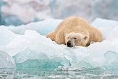 BEA 06 KH0075 01
Polar Bear Sleeping On Sea Ice In Front Of Ice Front Svalbard
