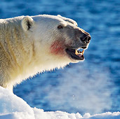 BEA 06 KH0076 01
Head Shot Of Polar Bear Male With Blood On Mouth Svalbard