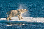 BEA 06 KH0077 01
Polar Bear Shaking Off Water On Sea Ice After Swim Svalbard