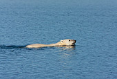 BEA 06 KH0079 01
Polar Bear Swimming In Sea Svalbard