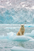 BEA 06 KH0081 01
Emaciated Polar Bear Female Sitting On Sea Ice Svalbard