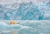 BEA 06 KH0082 01
Emaciated Polar Bear Female Resting On Sea Ice Svalbard