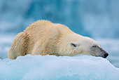 BEA 06 KH0084 01
Polar Bear Female Sleeping On Sea Ice Svalbard