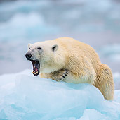 BEA 06 KH0086 01
Polar Bear Female Yawning On Sea Ice Svalbard