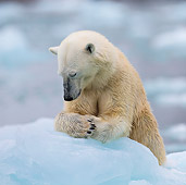 BEA 06 KH0087 01
Polar Bear Female Laying On Sea Ice Svalbard