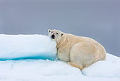 BEA 06 KH0088 01
Large Polar Bear Male Laying On Sea Ice Svalbard
