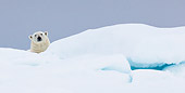 BEA 06 KH0089 01
Large Polar Bear Male Laying On Sea Ice Svalbard