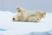 BEA 06 KH0090 01
Large Polar Bear Male Rolling On Sea Ice Svalbard