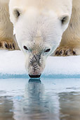 BEA 06 KH0091 01
Close-Up Of Large Polar Bear Male Sniffing Surface Of Water Svalbard