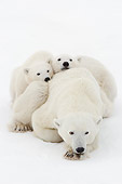BEA 06 NE0119 01
Polar Bear Mother And Cubs Waiting For Ice To Freeze At Cape Churchill, Manitoba, Canada