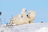 BEA 06 NE0121 01
Polar Bear Mother And Two Cubs On Snow At Cape Churchill, Manitoba, Canada