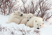 BEA 06 NE0122 01
Polar Bear Mother And Cubs Resting In Daybed At Cape Churchill, Manitoba, Canada