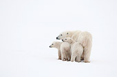 BEA 06 NE0123 01
Very Thin Polar Bear Mother And Cubs At Cape Churchill, Manitoba, Canada