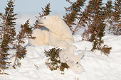 BEA 06 NE0125 01
Polar Bear Mother And Cub Recently Out Of Den Manitoba, Canada