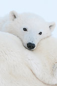 BEA 06 NE0126 01
Portrait Of Polar Bear Cub Resting On Mother Cape Churchill, Manitoba, Canada