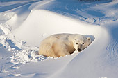 BEA 06 NE0127 01
Polar Bear Resting In Snowdrift At Cape Churchill, Manitoba, Canada