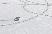 BEA 06 NE0128 01
Polar Bear Walking And Making Tracks In Snow