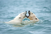 BEA 06 NE0132 01
Polar Bear Mother And Cub Playing In Waters Around Svalbard, Norway