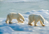 BEA 06 NE0133 01
Polar Bear Mother Walking With Cub Hudson Bay, Canada