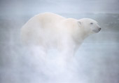 BEA 06 NE0134 01
Polar Bear Walking On Ice Hudson Bay, Canada