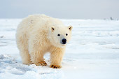 BEA 06 SK0152 01
Polar Bear Cub Standing On Snow