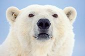 BEA 06 SK0155 01
Head Shot Of Polar Bear