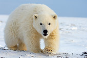 BEA 06 SK0157 01
Polar Bear Walking On Snow