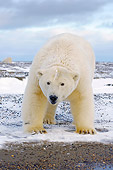 BEA 06 SK0158 01
Polar Bear Standing On Snowy Beach