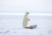 BEA 06 SK0159 01
Polar Bear Standing On Hind Legs Over Carcass In Snow