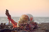 BEA 06 SK0160 01
Polar Bear Standing Over Bloody Carcass On Beach