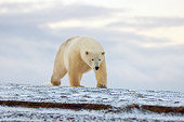 BEA 06 SK0161 01
Polar Bear Walking On Tundra