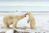 BEA 06 SK0163 01
Polar Bear Mother And Cub Playing On Tundra
