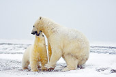 BEA 06 SK0164 01
Polar Bear Mother And Cub Playing On Tundra