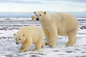 BEA 06 SK0165 01
Polar Bear Mother And Cub Walking On Tundra
