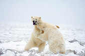 BEA 06 SK0166 01
Two Polar Bears Playing On Tundra