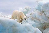 BEA 06 SK0167 01
Polar Bear Walking On Sea Ice