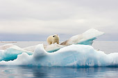 BEA 06 SK0173 01
Polar Bear Standing On Sea Ice